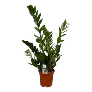 Zamioculcas - 70 cm - Ø17cm