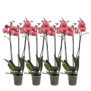 Set van 4 - Phalaenopsis Narbonne - 3 tak orchidee - 60 cm - Ø12cm