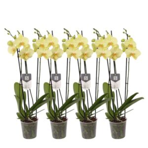 Set van 4 - Phalaenopsis Volterra - 3 tak orchidee - 60 cm - Ø12cm