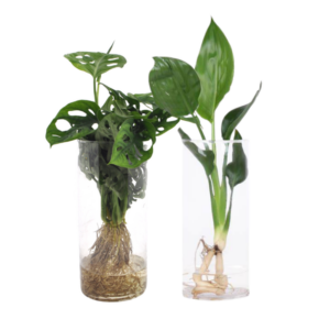 Cylinder glas Duo Monstera/Strelitzia - 2 stuks - Ø12cm - ↕25-40cm