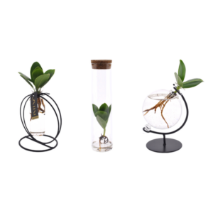 Clusia in glas bundel - 3 stuks - Ø5cm - ↕10cm
