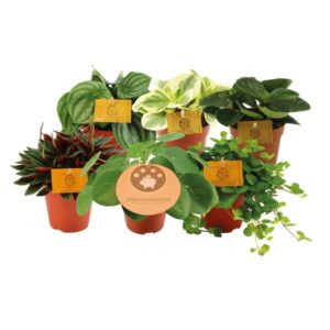 Peperomia maatjes - 6 stuks - Ø12cm - ↕20cm