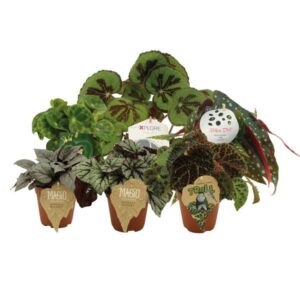 Sam Begonia maatjes - 6 stuks - Ø12cm - ↕20cm