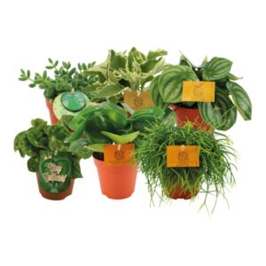 Groene salontafel planten - 6 stuks - Ø12cm - ↕20