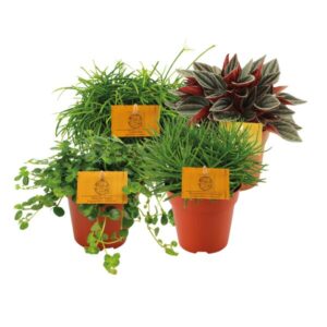 Rondje om de wereld - 4 stuks - Ø12cm -↕20cm