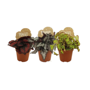 Mini Begonia's - 3 stuks - Ø8,5 - ↕20cm