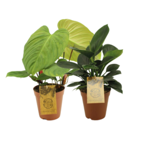 Bijzondere Philodendron duo - 2 stuks - Ø15cm - ↕50/60cm