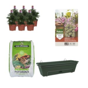 Balkonbak Groen DIY-set - Erysimum Purple Glow