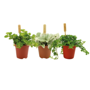 Makkelijke stek plantjes - 3 stuks - Ø5,5cm - ↕10cm