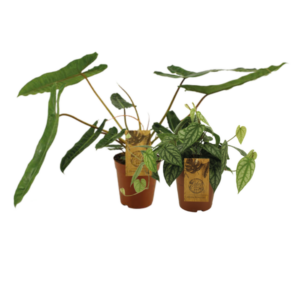 Musthave Duo - 2 stuks - Ø15cm - ↕40/50cm