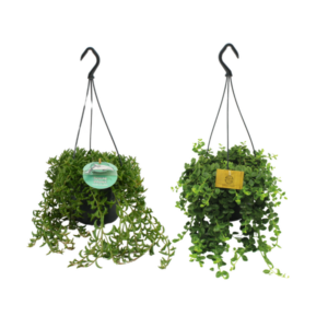Hangplanten Duo - 2 stuks - Ø15 - ↕ 25cm