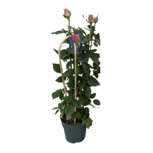 ROSA ELEGANCE SKYLA - Ø21cm - ↕75cm