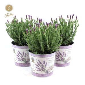 Lavandula St. 'Anouk' Collection In Zinc Lavender - Ø21cm - ↕45cm