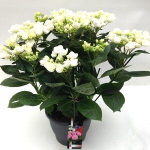 Hydrangea Frisbee Wit (teller) (Hortensia) - Ø23cm - ↕50cm