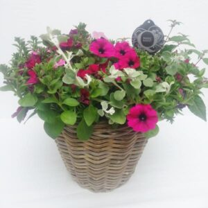 Hangingbasket In Grote Rotan Mand - Ø30cm - ↕55cm