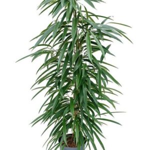 Ficus Binnendijkii 'Alii' (HYDRO) - Ø18cm - ↕110cm