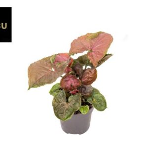 Syngonium Strawberry Ice - Ø12cm - ↕22cm