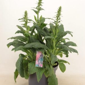 Digitalis 'Panther' - Ø27cm - ↕60cm