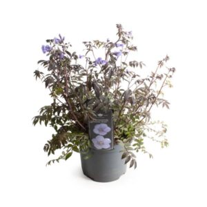 Polemonium 'Heaven Scent' - Ø19cm - ↕25cm