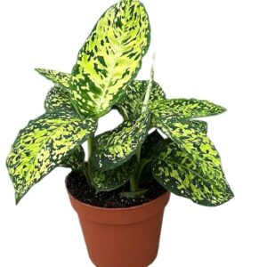 Dieffenbachia Reflector - Ø17cm - ↕40cm