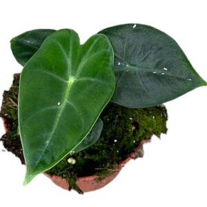 Alocasia Frydek - Ø10,5cm - ↕15cm