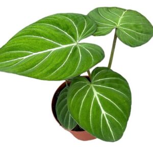 Philodendron Gloriosum - Ø17cm - ↕40cm
