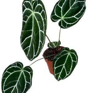 Anthurium Crystallinum - Ø17cm - ↕40cm
