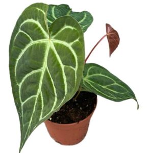 Anthurium Magnificum X Regale - Ø14cm - ↕40cm