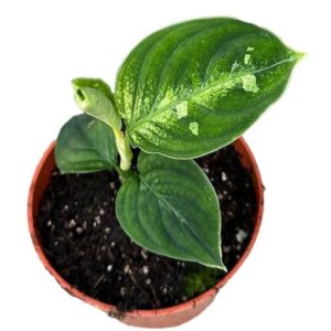 Aglaonema Pictum Bicolor - Ø10,5cm - ↕15cm