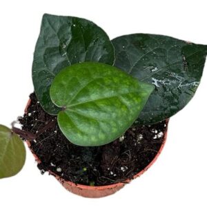Piper Sp Indonesia Green - Ø10,5cm - ↕15cm
