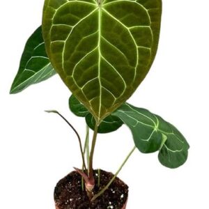 Anthurium Magnificum X Crystallinum - Ø17cm - ↕40cm