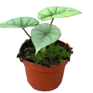 Alocasia Platinum - Ø10,5cm - ↕15cm
