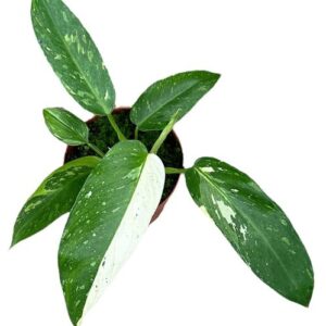 Philodendron Jose Buono - Ø14cm - ↕30cm