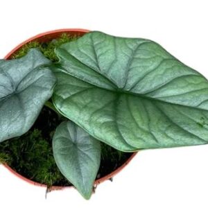 Alocasia Bisma Silver - Ø10,5cm - ↕15cm