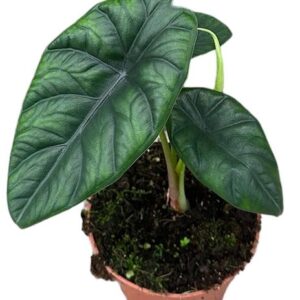Alocasia Puncak Borneensis - Ø14cm - ↕25cm