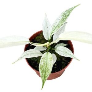 Philodendron Florida Ghost - Ø10,5cm - ↕15cm