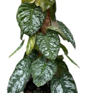 Philodendron Brandtianum Wild Form - Ø17cm - ↕50cm