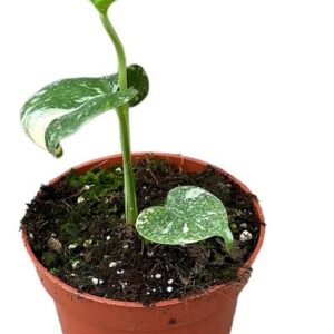 Monstera Deliciosa Thai Constellation - Ø10,5cm - ↕15cm