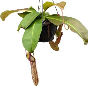 Nepenthes Monkey Jars Miranda - Ø20cm - ↕30cm