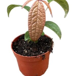 Anthurium Arisaemoides - Ø10,5cm - ↕15cm