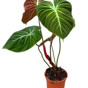 Philodendron El Choco Red - Ø19cm - ↕30cm