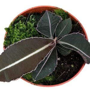 Labisia Pumila - Ø10,5cm - ↕15cm
