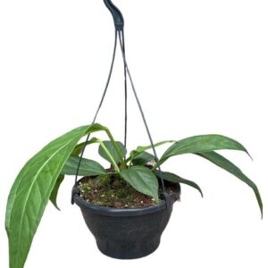 Anthurium Big Bill - Ø20cm - ↕25cm