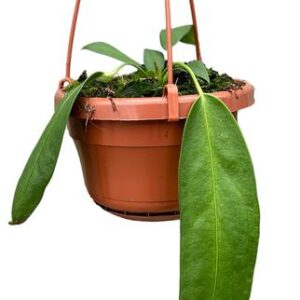Anthurium Wendlingeri - Ø14cm - ↕25cm