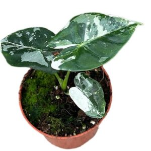 Alocasia Micholitziana Frydek - Ø10,5cm - ↕15cm