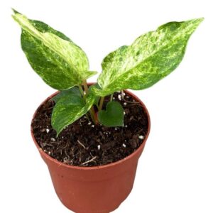 Anthurium Bonplandii Variegata - Ø10,5cm - ↕15cm