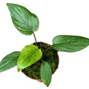 Homalomena Stardust - Ø10,5cm - ↕25cm