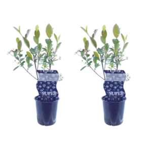 Aronia Viking (Appelbes) - 2 stuks - Ø12cm - ↕30cm
