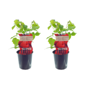 Rubus Autumn Bliss (Framboos) - 2 stuks - Ø12cm - ↕30cm