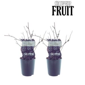Rubus Black Satin (Doornloze braam) - 2 stuks - Ø12cm - ↕30cm